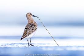Attēlu rezultāti vaicājumam “Calidris alpina”