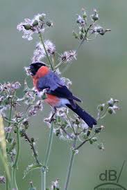 Attēlu rezultāti vaicājumam “Pyrrhula pyrrhula male”