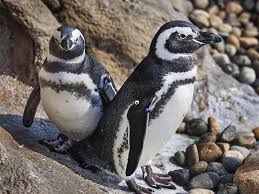 Image result for penguin