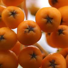 Attēlu rezultāti vaicājumam “Sorbus aucuparia fruit”