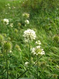 Image result for Dipsacus pilosus