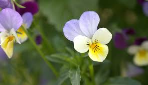 Attēlu rezultāti vaicājumam “Viola tricolor flower”