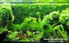 Aquatic Moss. How to grow Aquatic Moss. Info on Java Moss ...