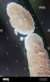 Attēlu rezultāti vaicājumam “Cylindrobasidium evolvens”