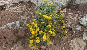 Attēlu rezultāti vaicājumam “Inula britannica”