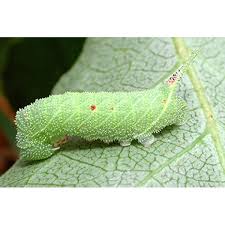 Attēlu rezultāti vaicājumam “Laothoe populi larva”