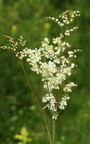 Attēlu rezultāti vaicājumam “Filipendula vulgaris bud”