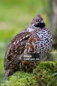 Attēlu rezultāti vaicājumam “Tetrastes bonasia female”