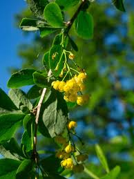 Attēlu rezultāti vaicājumam “Berberis vulgaris”