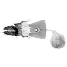 Attēlu rezultāti vaicājumam “Thiodia citrana”