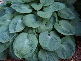 Image result for Hosta sieboldiana 'Elegans'
