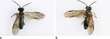 Attēlu rezultāti vaicājumam “Argidae”