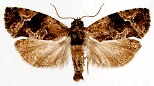 Attēlu rezultāti vaicājumam “Eudemis porphyrana”