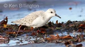 Attēlu rezultāti vaicājumam “Calidris alba”