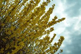 Attēlu rezultāti vaicājumam “Forsythia viridissima”