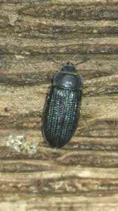 Attēlu rezultāti vaicājumam “Grynocharis oblonga”