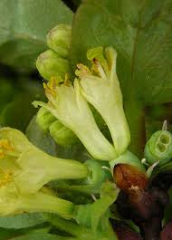 Attēlu rezultāti vaicājumam “Lonicera caerulea var. pallasii flower”