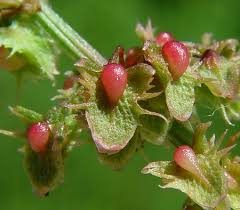 Attēlu rezultāti vaicājumam “Rumex obtusifolius flower”