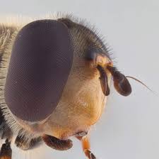 Attēlu rezultāti vaicājumam “Syrphus sp. imago”