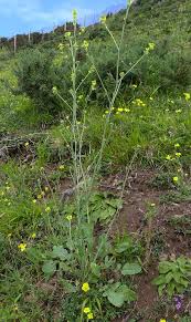 Attēlu rezultāti vaicājumam “Sisymbrium volgense”
