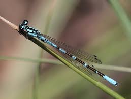Attēlu rezultāti vaicājumam “Coenagrion armatum male”