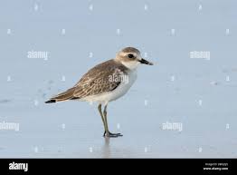 Image result for Charadrius mongolus