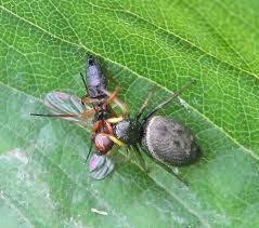 Attēlu rezultāti vaicājumam “Belbodamaeus sp.”