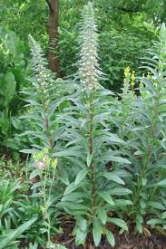 Image result for Digitalis lanata