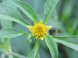 Attēlu rezultāti vaicājumam “Bidens tripartita flower”