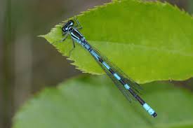 Attēlu rezultāti vaicājumam “Coenagrion armatum male”