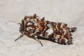 Attēlu rezultāti vaicājumam “Anarta myrtilli larva”