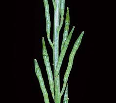 Attēlu rezultāti vaicājumam “Sinapis arvensis fruit”