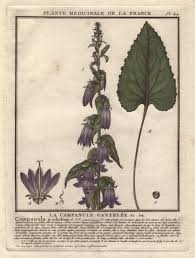 Attēlu rezultāti vaicājumam “Campanula trachelium”