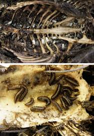 Attēlu rezultāti vaicājumam “Dermestidae”