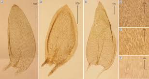 Attēlu rezultāti vaicājumam “Plagiothecium denticulatum”