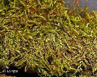 Attēlu rezultāti vaicājumam “Brachythecium rutabulum”