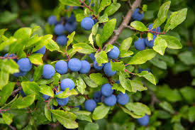 Attēlu rezultāti vaicājumam “Prunus spinosa”