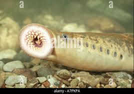 Image result for Petromyzon marinus