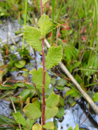 Attēlu rezultāti vaicājumam “Salix aurita”