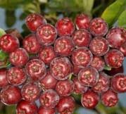 Attēlu rezultāti vaicājumam “x Sorbaronia fallax”