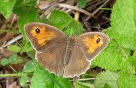 Attēlu rezultāti vaicājumam “Maniola jurtina female”