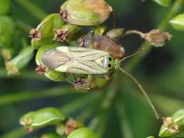 Attēlu rezultāti vaicājumam “Adelphocoris quadripunctatus”
