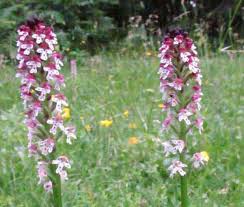 Attēlu rezultāti vaicājumam “Orchis ustulata”