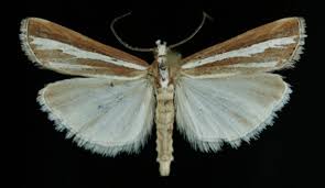 Attēlu rezultāti vaicājumam “Catoptria fulgidella”