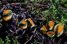 Attēlu rezultāti vaicājumam “Caloscypha fulgens”