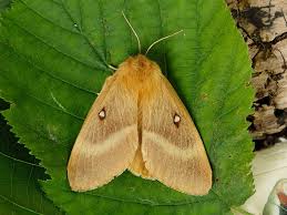 Attēlu rezultāti vaicājumam “Lasiocampa quercus imago”