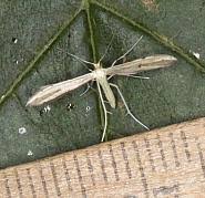 Attēlu rezultāti vaicājumam “Adaina microdactyla”