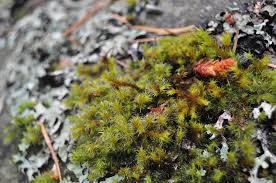 Attēlu rezultāti vaicājumam “Racomitrium heterostichum”
