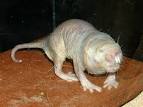 Hairless breeds part 1