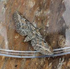 Attēlu rezultāti vaicājumam “Eupithecia subumbrata”